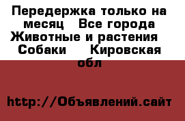 Передержка только на месяц - Все города Животные и растения » Собаки   . Кировская обл.